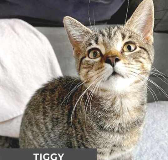 Photo of Tiggy