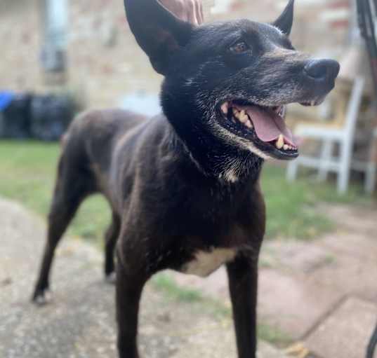 Photo of Rex