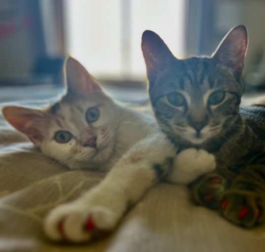 Photo of Piper and Peanut