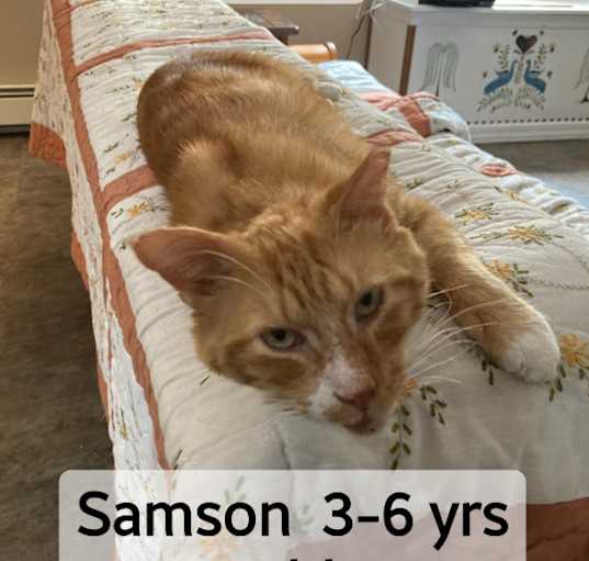 Photo of Samson