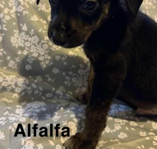 Photo of Alfalfa