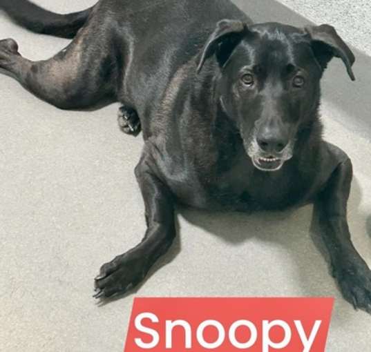 Photo of Snoopy