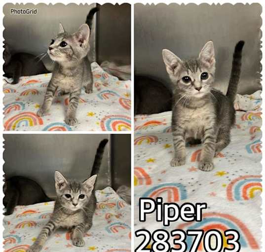 Photo of PIPER