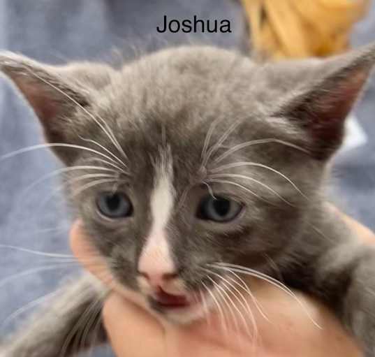 Photo of Joshua