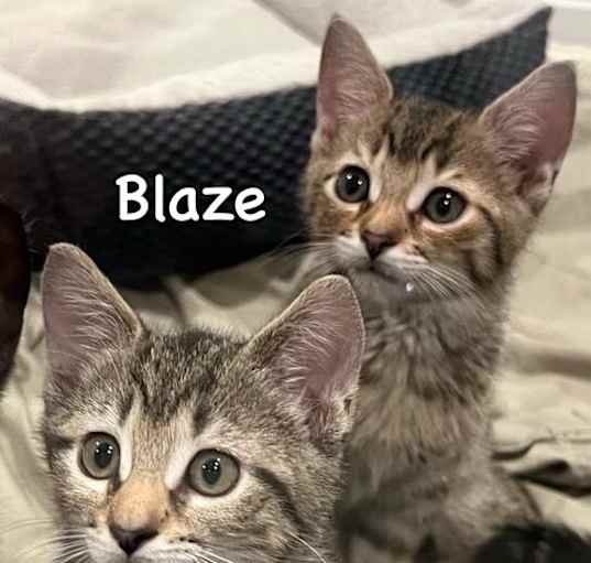 Photo of Blaze