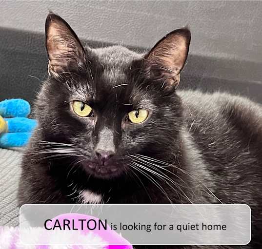 Photo of Carlton