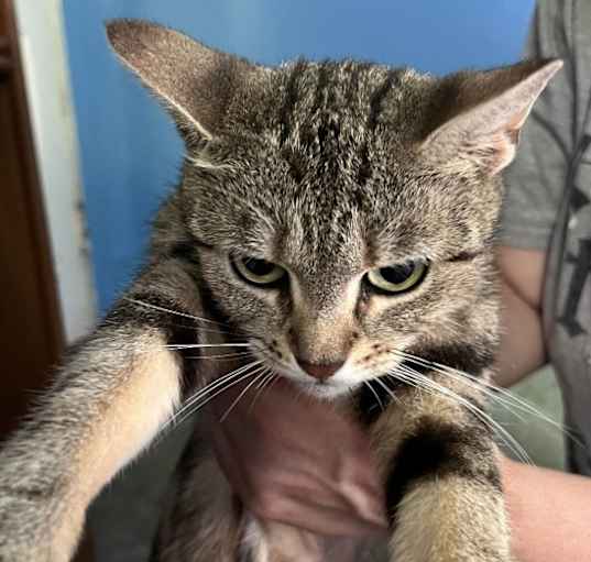 Photo of Beautiful young bengal mixed cat