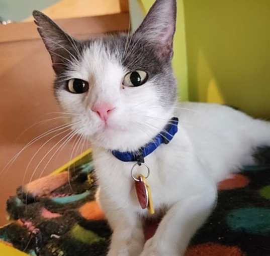 Photo of Clara - AVAILABLE