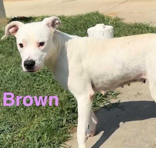 Photo of Gracie aka Brown