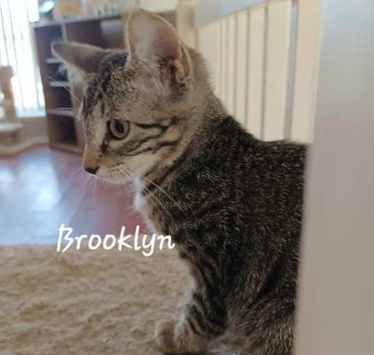 Photo of Brooklyn #queen-of-your-heart