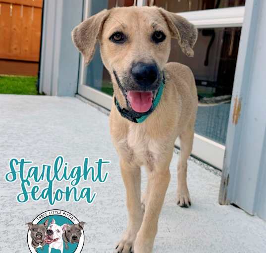 Photo of Starlight Sedona the dog kid cat friendly pup