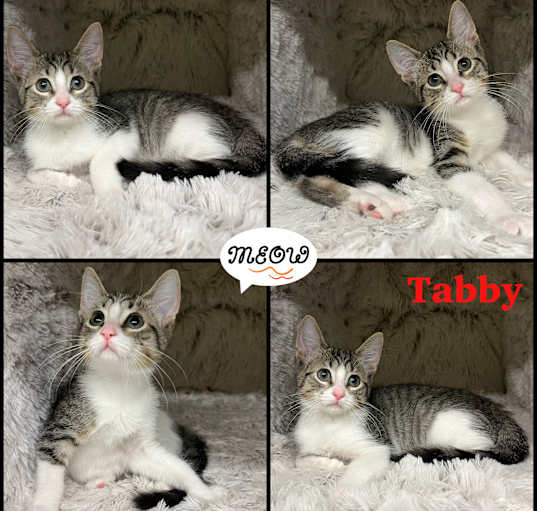 Photo of Tabby