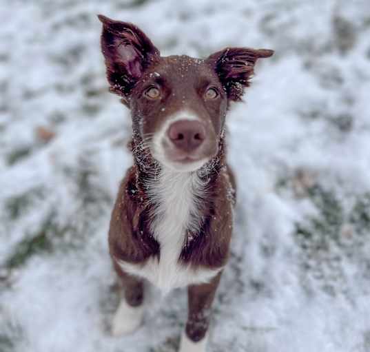 Photo of Juno - chocolate Border Collie