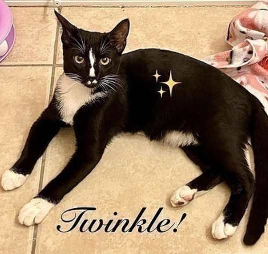 Photo of Twinkle