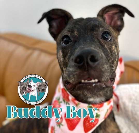 Photo of Buddy Boy, The happy Brindle Beryl pup