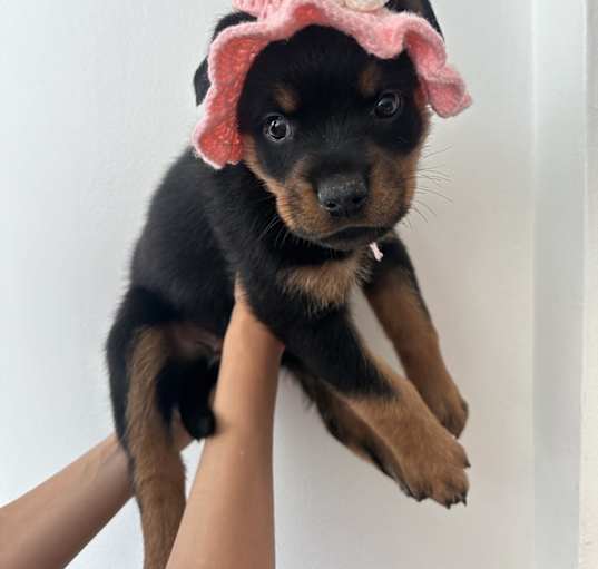 Photo of Rottie puppy