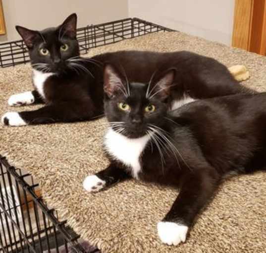 Photo of @PetSmart Almond and Peanut (Bonded Pair)