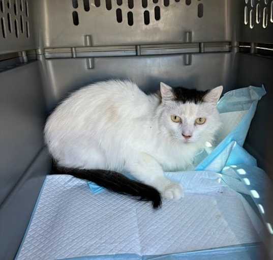 Photo of Clementine
