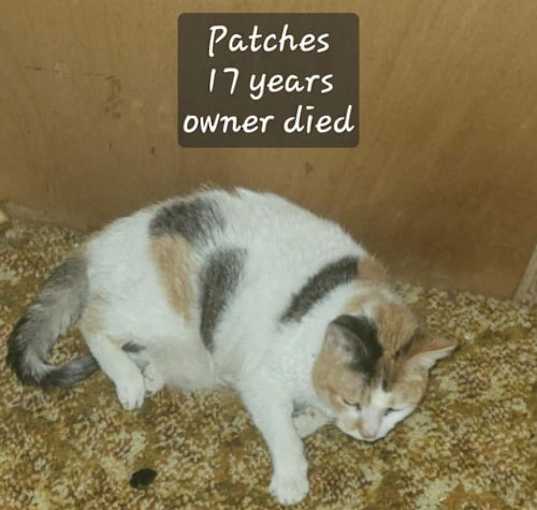Photo of Patches