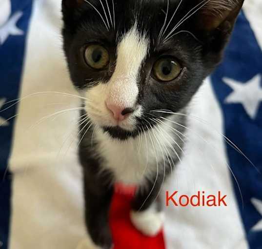 Photo of Kodiak