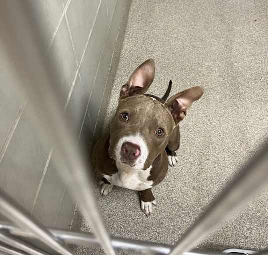 Photo of 2408-0314 Tulip (Off Site Foster)