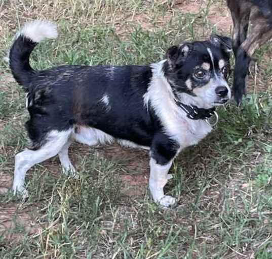 Photo of Indiana: Not at the shelter (Barbe)