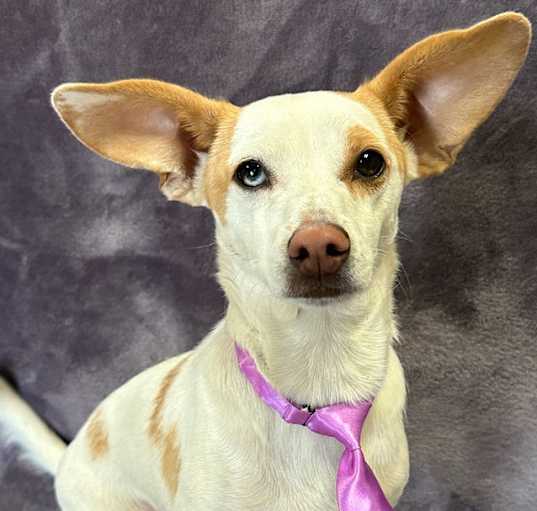 Photo of Kipper
