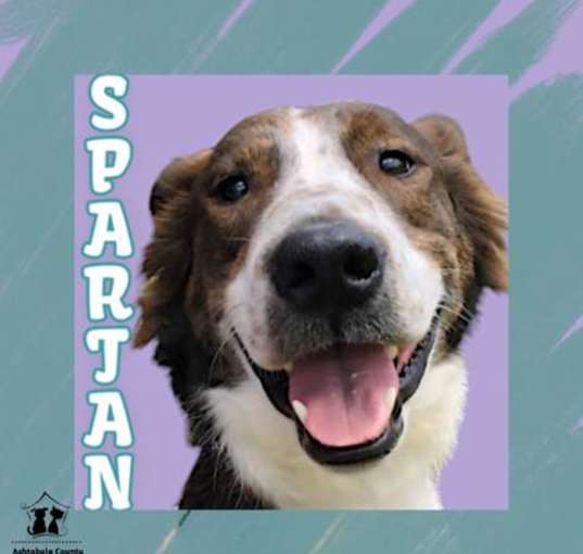 Photo of Spartan