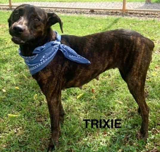 Photo of Trixie