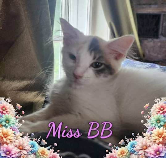 Photo of Miss BB