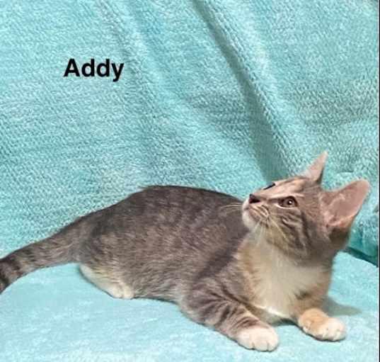 Photo of Addy