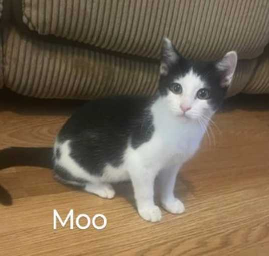 Photo of Moo