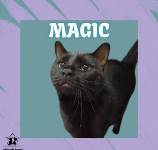 Photo of Magic