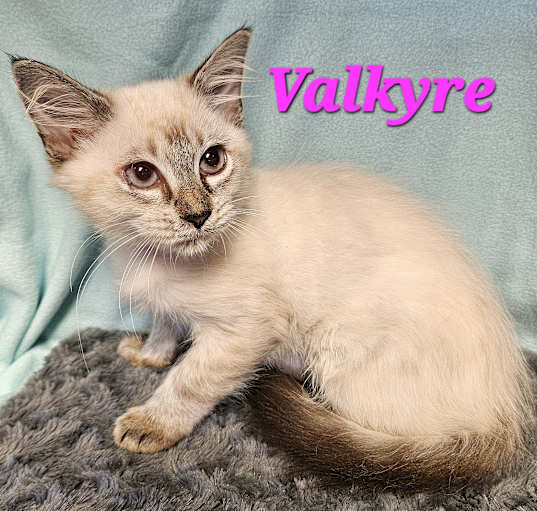 Photo of Valkyre