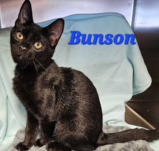 Photo of Bunson