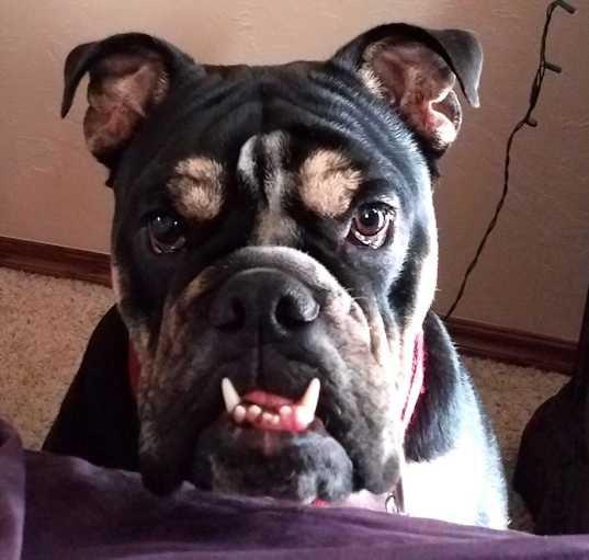 Photo of Dozer