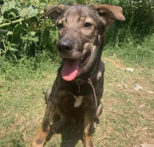 Photo of Solo