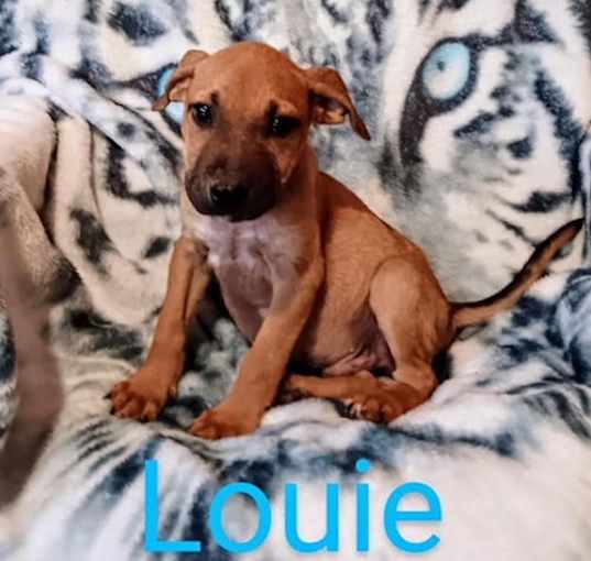 Photo of Louie