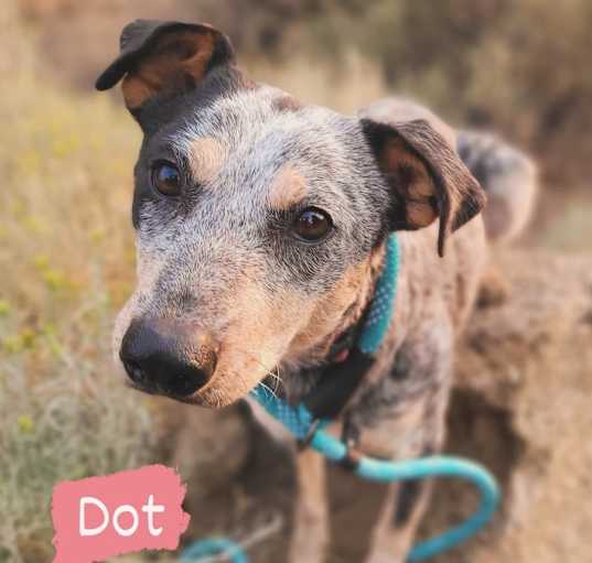 Photo of Dot