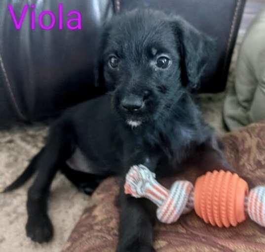 Photo of Viola