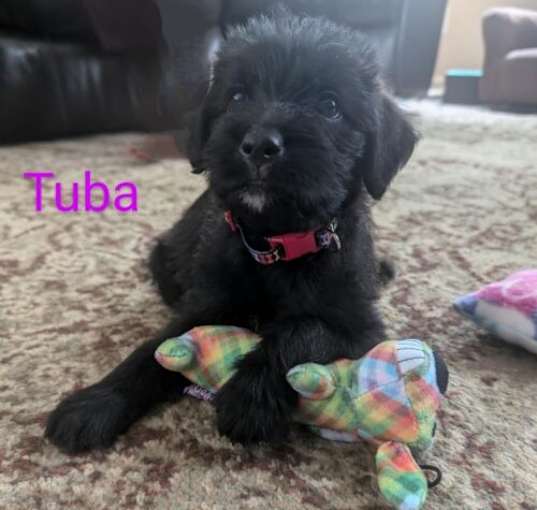 Photo of Tuba