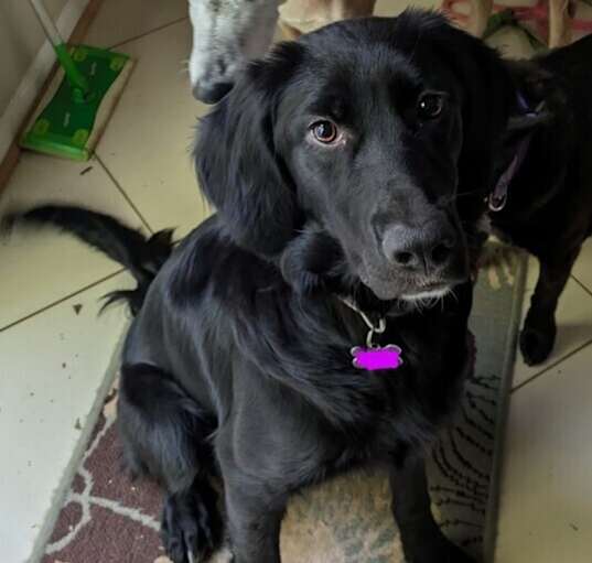 Photo of Available - Molly