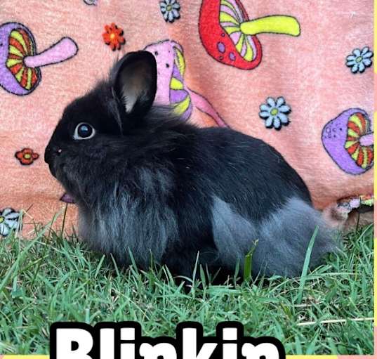 Photo of Blinkin