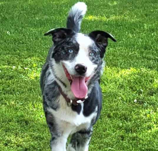 Photo of Sully
