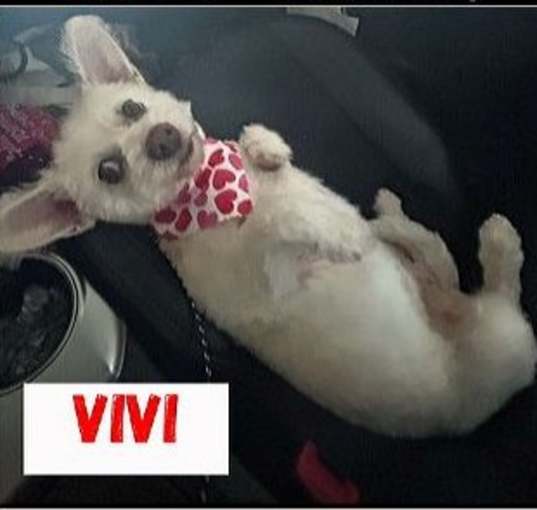 Photo of Vivi