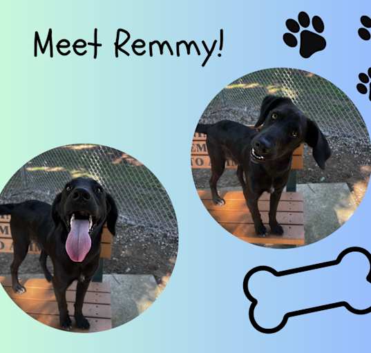 Photo of Remmy