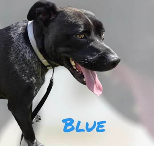 Photo of BLUE