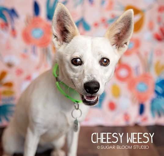 Photo of Cheesy Weesy