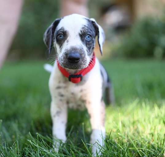 Photo of Catahoula puppies - purebred