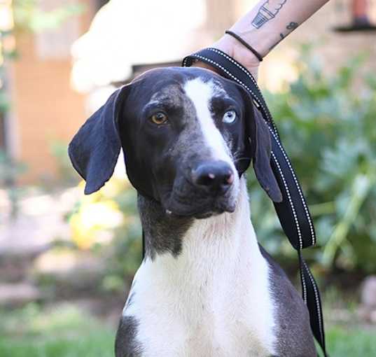 Photo of Rooster - purebred Catahoula